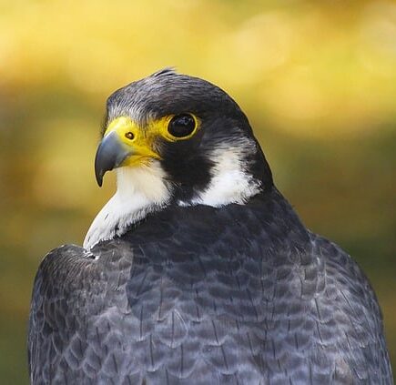 Biblical meaning of a Falcon - Biblical symbolism explained