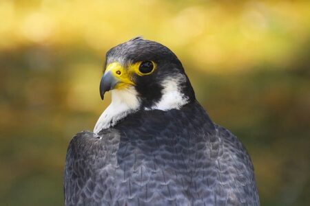 Biblical meaning of a Falcon - Biblical symbolism explained