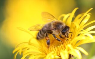 Biblical meaning of a Bee - Biblical symbolism explained