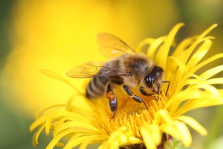 Biblical meaning of a Bee - Biblical symbolism explained