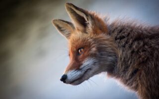 Biblical meaning of a Fox - Biblical symbolism explained