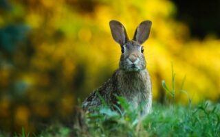 Biblical meaning of a Rabbit - Biblical symbolism explained