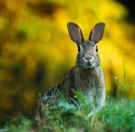 Biblical meaning of a Rabbit - Biblical symbolism explained