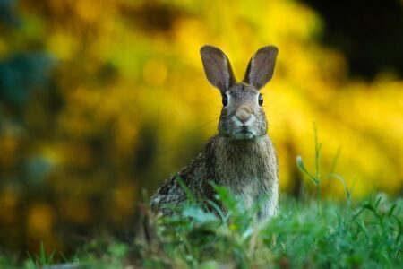 Biblical meaning of a Rabbit - Biblical symbolism explained