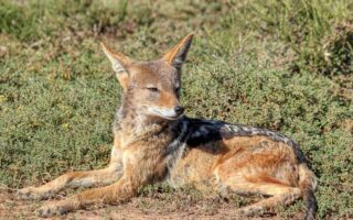 Biblical meaning of a Jackal - Biblical symbolism explained