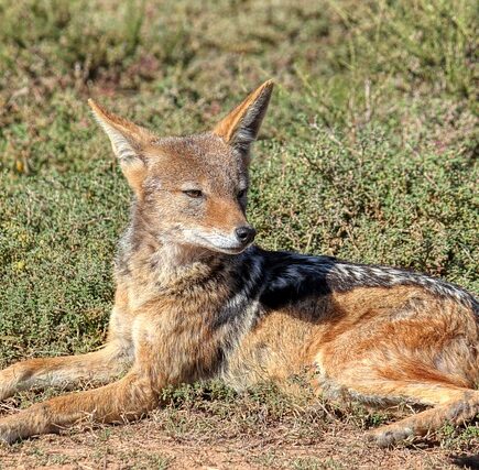 Biblical meaning of a Jackal - Biblical symbolism explained