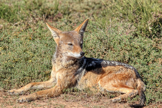 Biblical meaning of a Jackal - Biblical symbolism explained