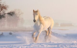 Biblical meaning of a Horse - Biblical symbolism explained