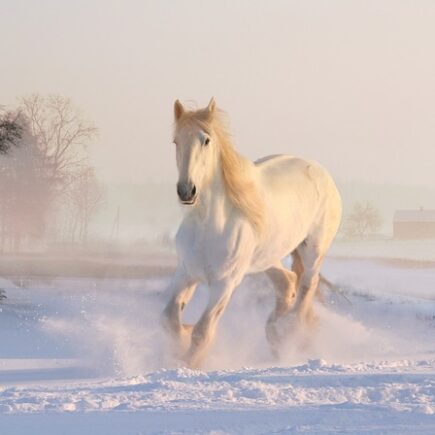 Biblical meaning of a Horse - Biblical symbolism explained