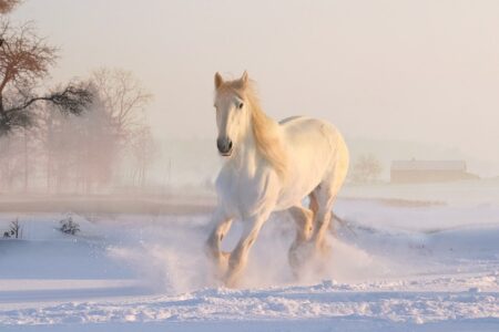 Biblical meaning of a Horse - Biblical symbolism explained