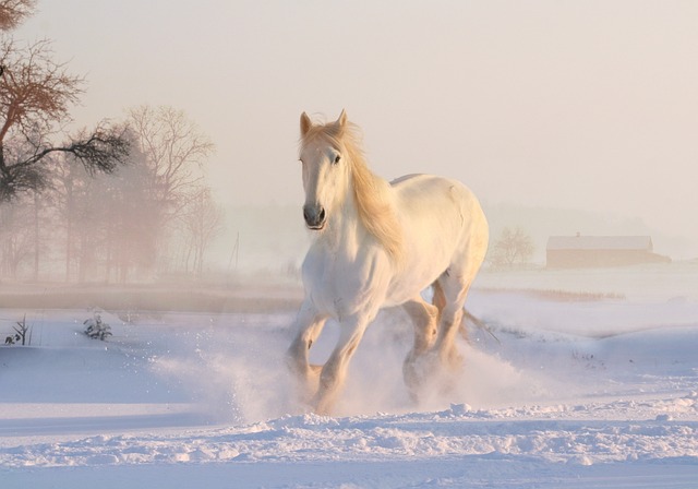 Biblical meaning of a Horse - Biblical symbolism explained