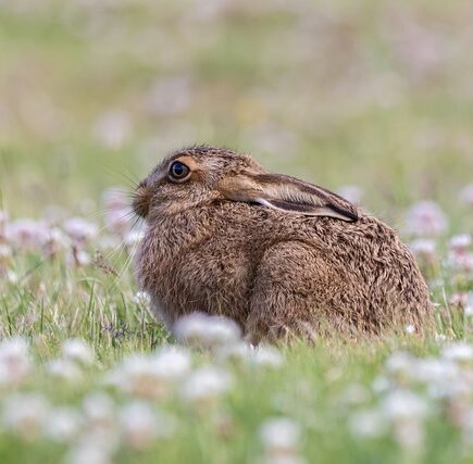 Biblical meaning of a Hare - Biblical symbolism explained