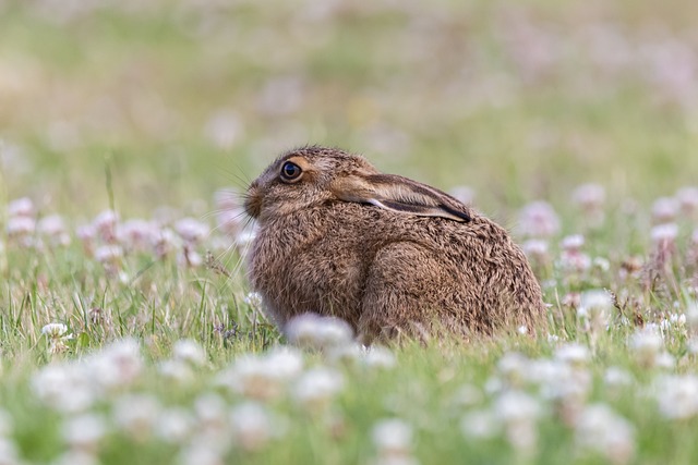 Biblical meaning of a Hare - Biblical symbolism explained