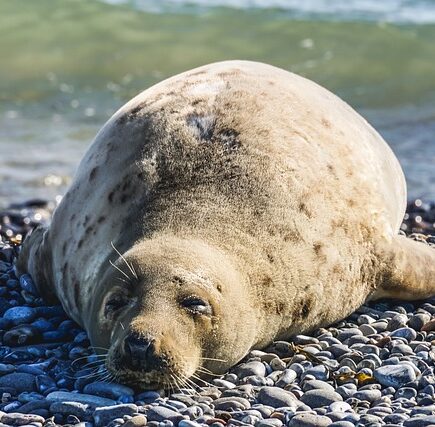 Biblical meaning of a Seal - Biblical symbolism explained