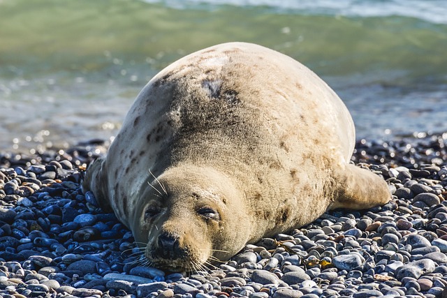 Biblical meaning of a Seal - Biblical symbolism explained