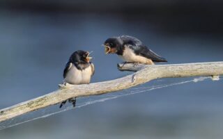 Biblical meaning of a Swallow - Biblical symbolism explained