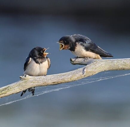 Biblical meaning of a Swallow - Biblical symbolism explained