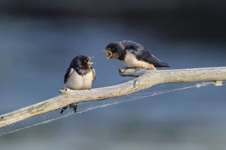 Biblical meaning of a Swallow - Biblical symbolism explained