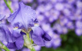 Meaning of The Name Iris (Biblical, Spiritual & General)