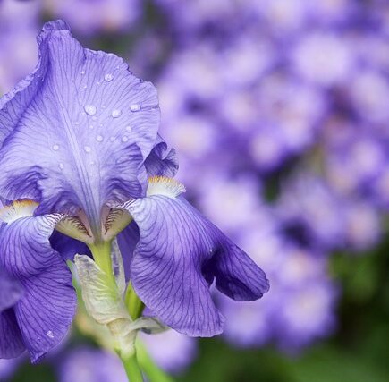 Meaning of The Name Iris (Biblical, Spiritual & General)