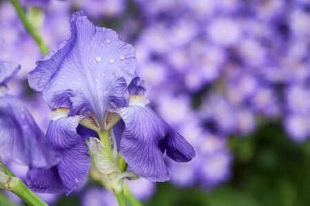 Meaning of The Name Iris (Biblical, Spiritual & General)