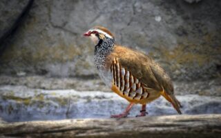 Biblical meaning of a Partridge - Biblical symbolism explained