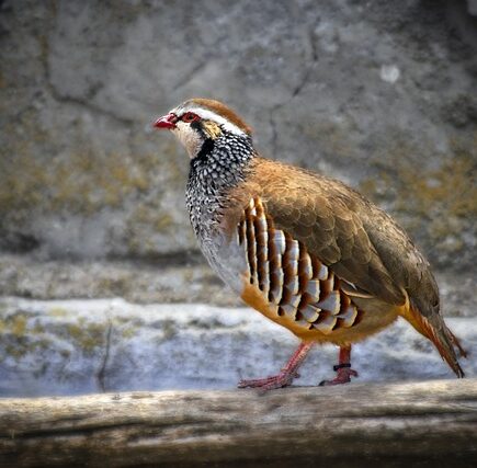 Biblical meaning of a Partridge - Biblical symbolism explained