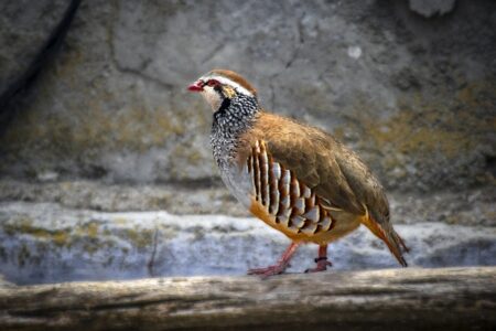 Biblical meaning of a Partridge - Biblical symbolism explained