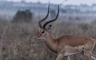 Biblical meaning of a Gazelle - Biblical symbolism explained