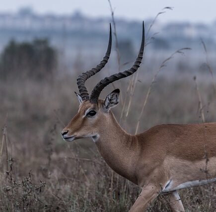 Biblical meaning of a Gazelle - Biblical symbolism explained