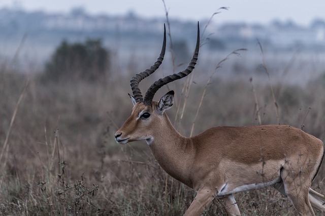 Biblical meaning of a Gazelle - Biblical symbolism explained