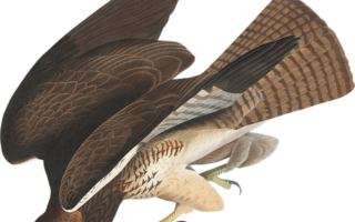 Biblical meaning of a Hawk - Biblical symbolism explained