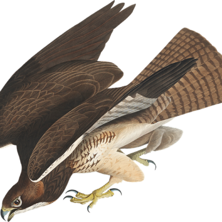 Biblical meaning of a Hawk - Biblical symbolism explained