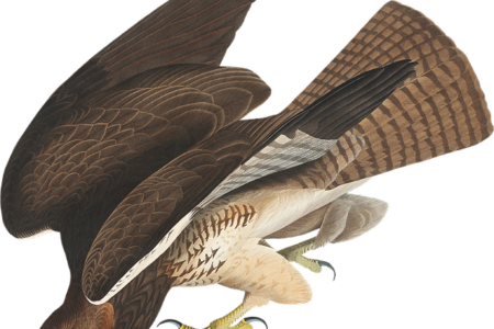 Biblical meaning of a Hawk - Biblical symbolism explained