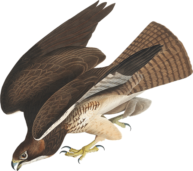 Biblical meaning of a Hawk - Biblical symbolism explained