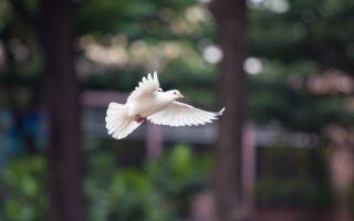 Biblical meaning of a Dove - Biblical symbolism explained