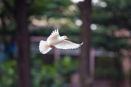 Biblical meaning of a Dove - Biblical symbolism explained