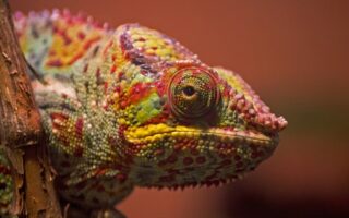 Biblical meaning of a Chameleon - Biblical symbolism explained