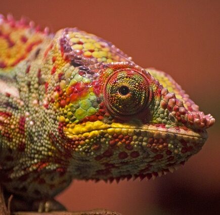 Biblical meaning of a Chameleon - Biblical symbolism explained