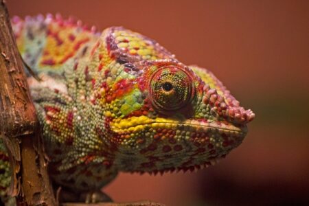 Biblical meaning of a Chameleon - Biblical symbolism explained