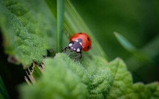 Biblical meaning of a Beetle - Biblical symbolism explained