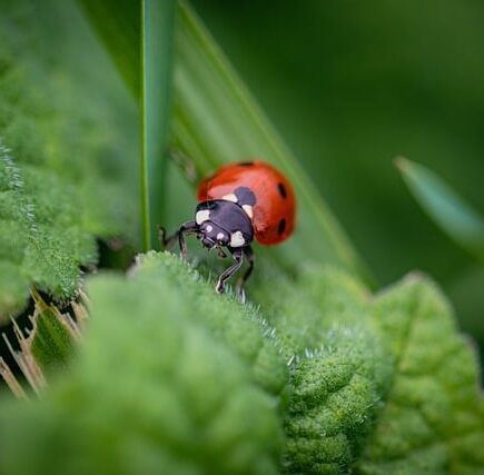 Biblical meaning of a Beetle - Biblical symbolism explained