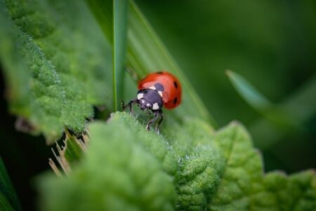 Biblical meaning of a Beetle - Biblical symbolism explained