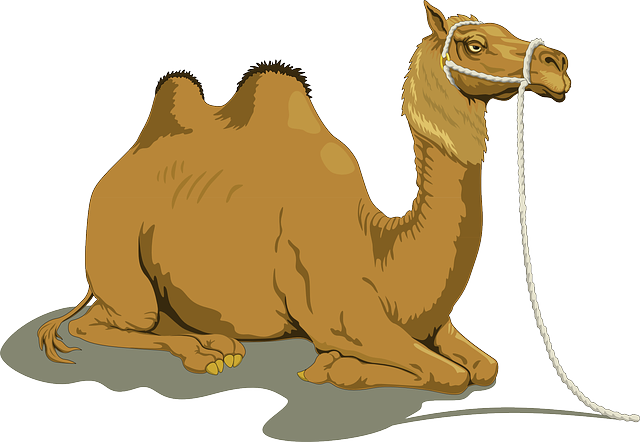 Biblical meaning of a Camel - Biblical symbolism explained