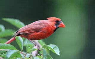 What is 'Cardinal' in the Catholic Church?