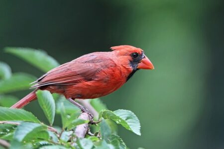 What is 'Cardinal' in the Catholic Church?