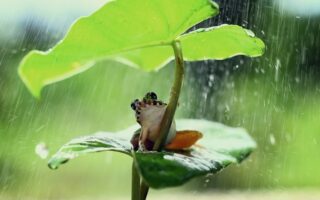Biblical meaning of a Frog - Biblical symbolism explained