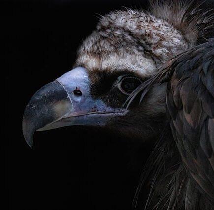 Biblical meaning of a Vulture - Biblical symbolism explained