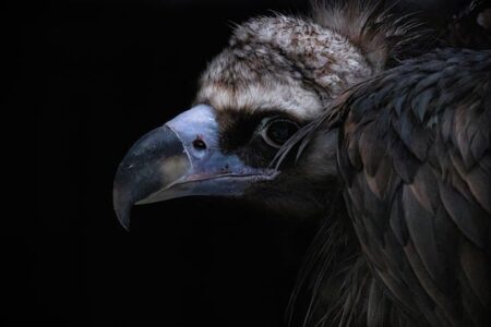 Biblical meaning of a Vulture - Biblical symbolism explained