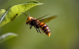 Biblical meaning of a Hornet - Biblical symbolism explained